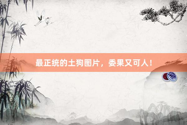 最正统的土狗图片，委果又可人！